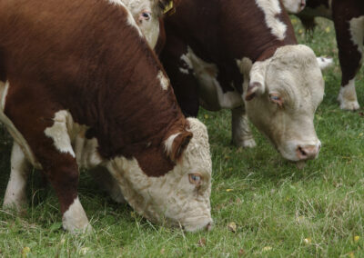 Hereford Cattle